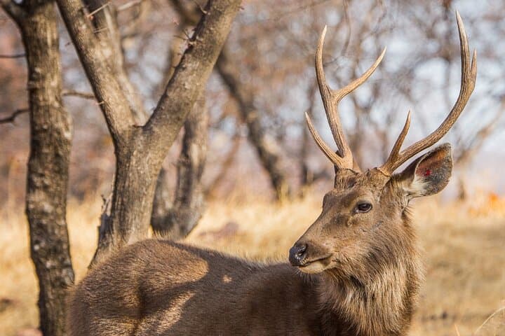 Golden Triangle & Ranthambore: 6-Day Delhi–Agra–Jaipur Tiger Safari Adventure photo 4