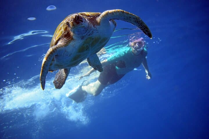 Tenerife Kayak & Snorkel with Dolphins and Turtles — Guaza Coast Adventure photo 1