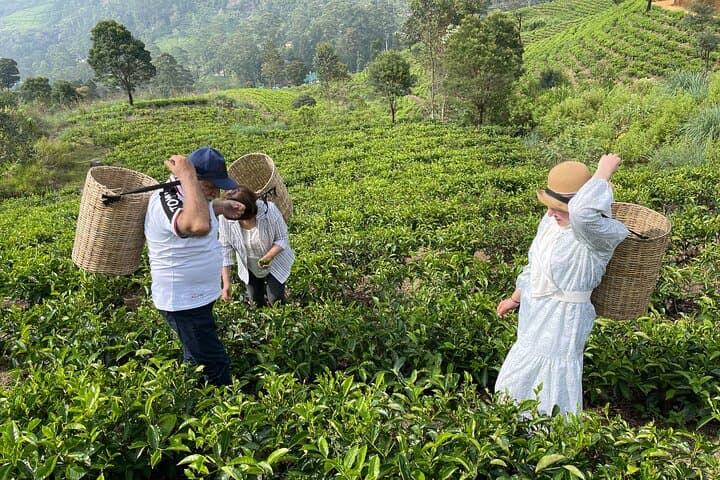 2-Day Sri Lanka Highlights: Elephants, Hill Country & Whale Watching photo 3