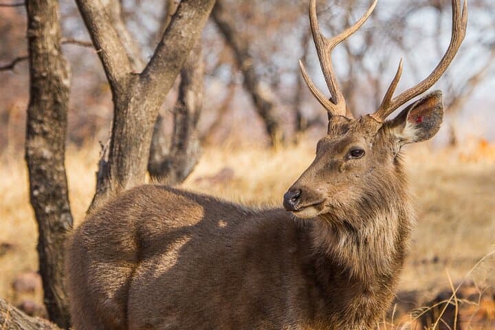Jaipur to Ranthambore: Day Tiger Safari to Seek Bengal Tigers photo 5