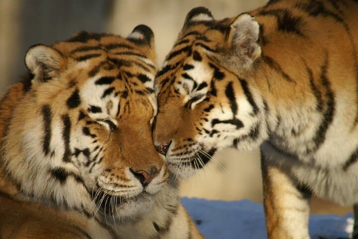 Jaipur to Ranthambore: Day Tiger Safari to Seek Bengal Tigers