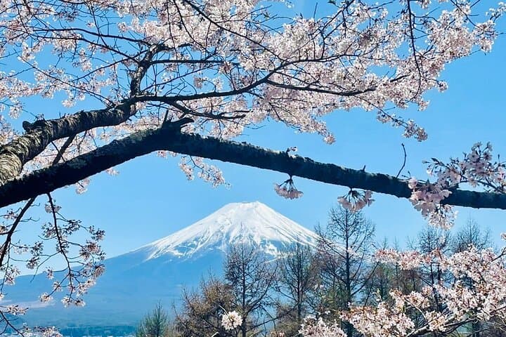 vip-mt-fuji-hakone-private-day-tour-lake-ashi-cruise-ropeway photo 2