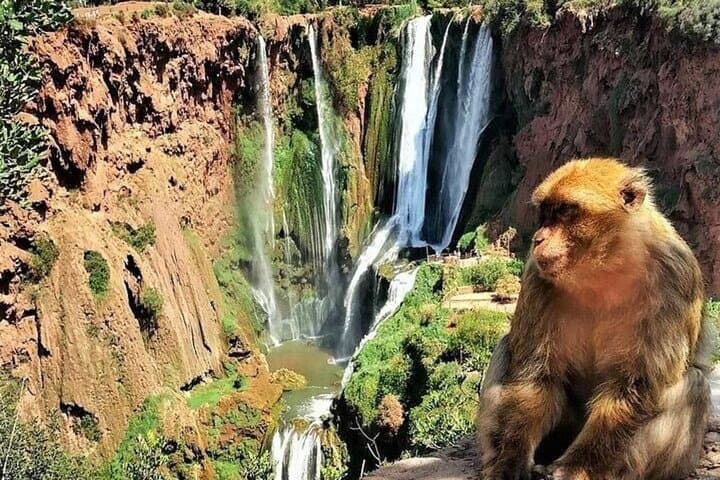 Ouzoud Waterfalls Day Trip from Marrakech: Guided Tour & Optional Boat Ride photo 5