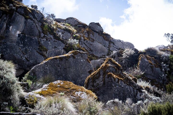 8-Day Lemosho Route Mount Kilimanjaro Climb — Complete Guide to Summit Uhuru Peak photo 6