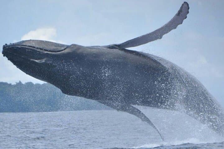 Whale and Dolphin Watching at Marino Ballena — Boat Tour from Manuel Antonio photo 2