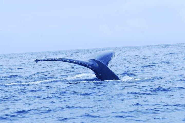 Whale and Dolphin Watching at Marino Ballena — Boat Tour from Manuel Antonio photo 3