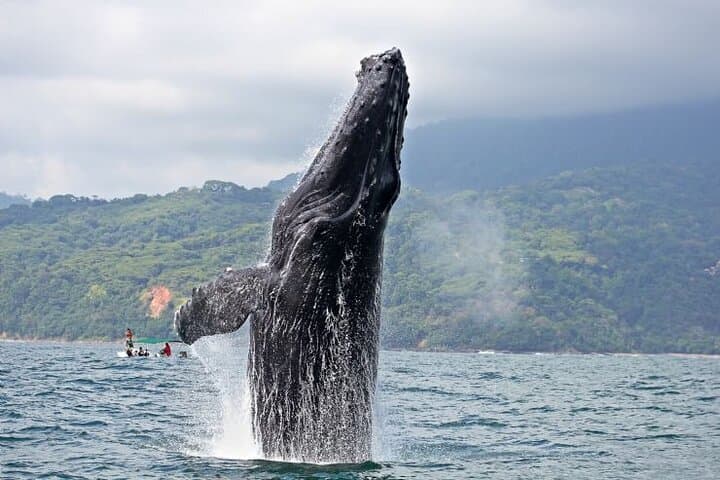 Whale and Dolphin Watching at Marino Ballena — Boat Tour from Manuel Antonio