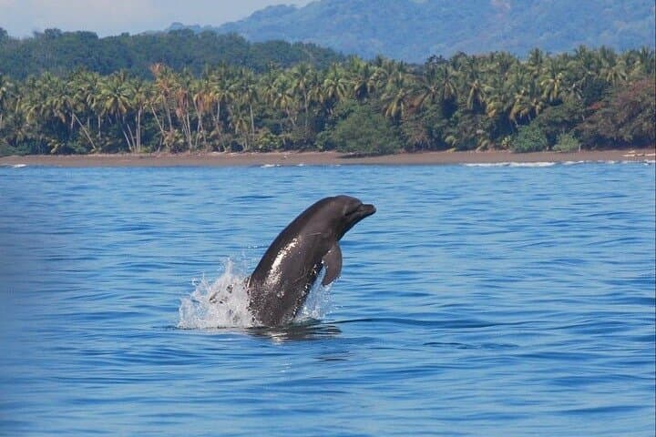 Whale and Dolphin Watching at Marino Ballena — Boat Tour from Manuel Antonio photo 5