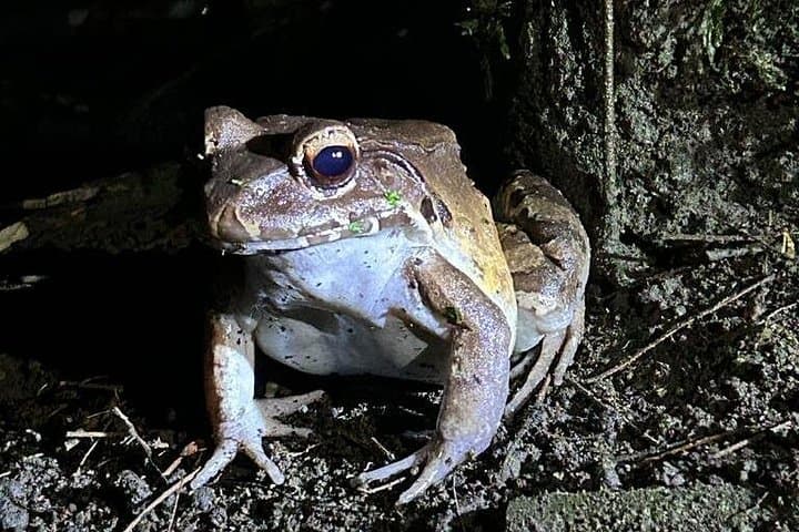 Night Walk at Eden Organic Farm — La Fortuna After-Dark Wildlife Experience photo 2