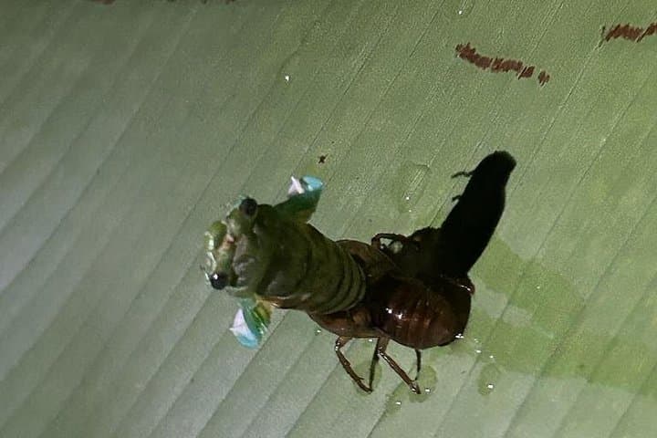 Night Walk at Eden Organic Farm — La Fortuna After-Dark Wildlife Experience photo 3
