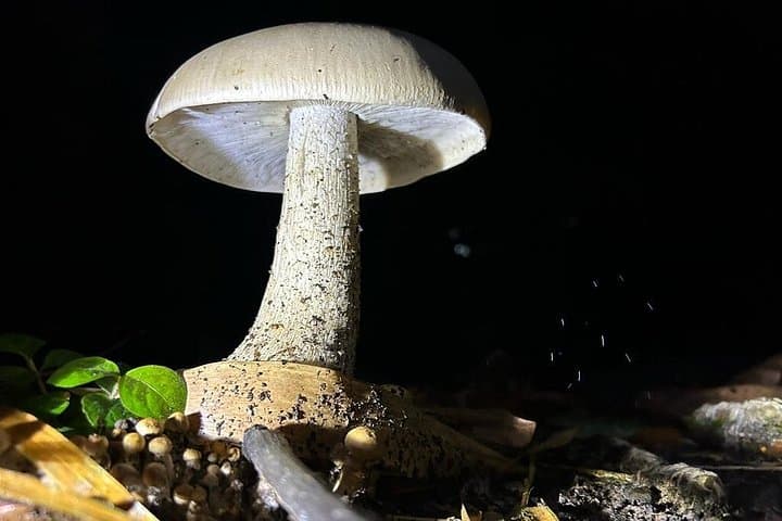 Night Walk at Eden Organic Farm — La Fortuna After-Dark Wildlife Experience photo 4