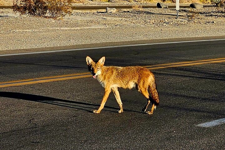 Death Valley Day Trip: Dante's View, Badwater Basin & Zabriskie Point photo 2