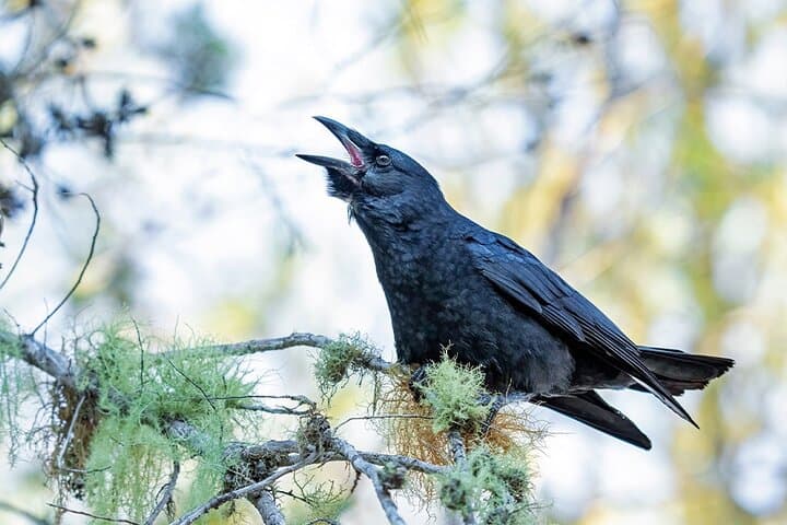 2-Day Bird Watching Tour in the Sierra de Bahoruco — Guided Wildlife & Photography photo 3