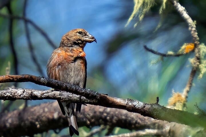 2-Day Bird Watching Tour in the Sierra de Bahoruco — Guided Wildlife & Photography photo 4