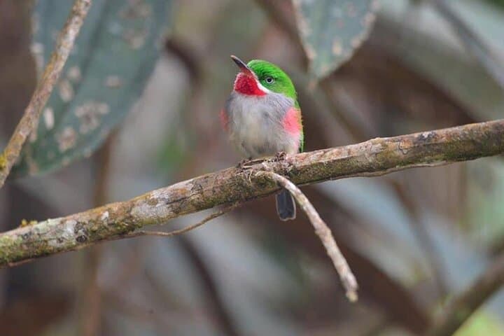 2-Day Bird Watching Tour in the Sierra de Bahoruco — Guided Wildlife & Photography photo 5