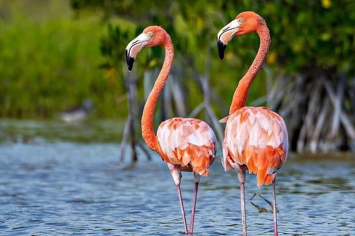 3-Day Bird Watching in Sierra de Bahoruco — Cachote & La Placa Birding from Santo Domingo photo 3