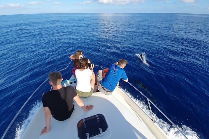 Samadai Reef Dolphin House: Day Trip Snorkeling & Diving from Marsa Alam photo 6