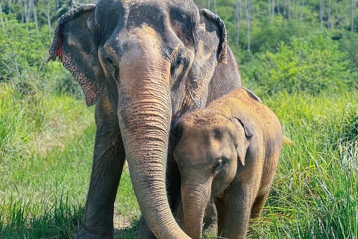 Half-Day Elephant Home Sanctuary Experience in Koh Samui Jungle photo 4