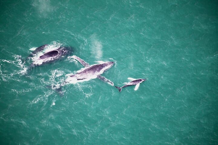 Ultralight Pacific Coast Scenic Flight Over Uvita — Whale Tail & Wildlife Views photo 6