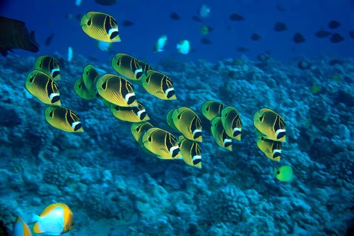 Maui Beach Shoreline Snorkel — 90-Min Reef Exploration photo 2