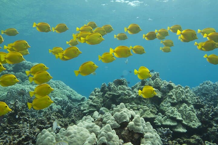 Maui Beach Shoreline Snorkel — 90-Min Reef Exploration photo 3