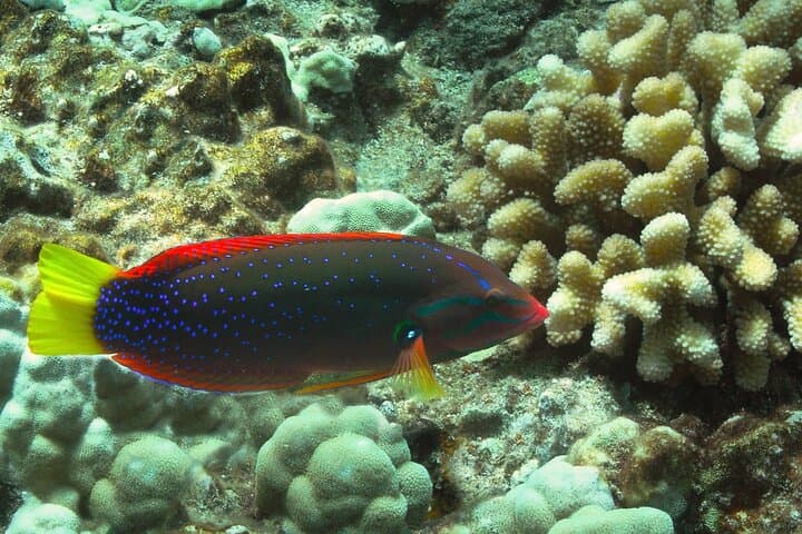 Maui Beach Shoreline Snorkel — 90-Min Reef Exploration photo 4