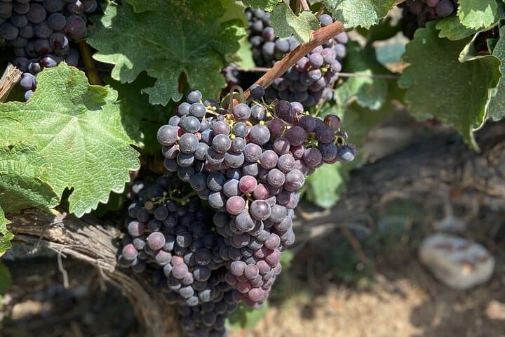 E-Bike Tour of Nice's Organic Vineyards: Bellet Winery Ride & Picnic photo 3