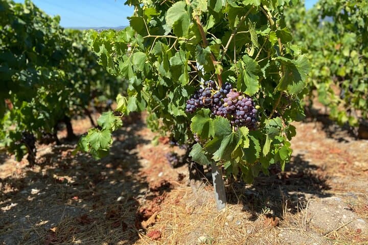 E-Bike Tour of Nice's Organic Vineyards: Bellet Winery Ride & Picnic photo 6