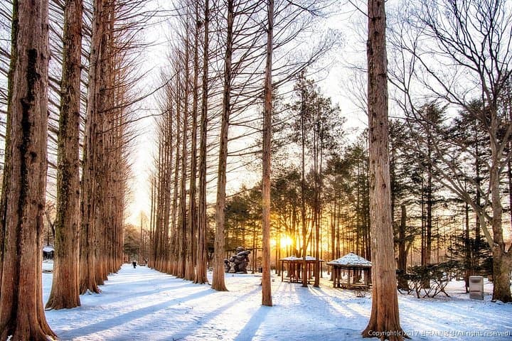 Nami Island & Elysian Gangchon Full-Day Private Tour — Seoul Snow, Scenery & Ski photo 2