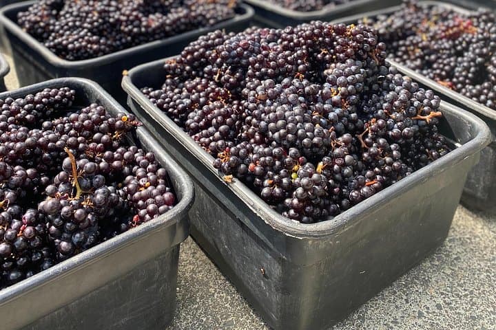 Waiheke Best Cellar Tour: Boutique Wineries, Scenic Drives & Tastings photo 3