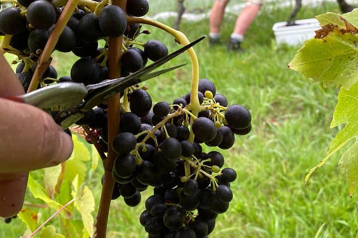 Waiheke Best Cellar Tour: Boutique Wineries, Scenic Drives & Tastings photo 4