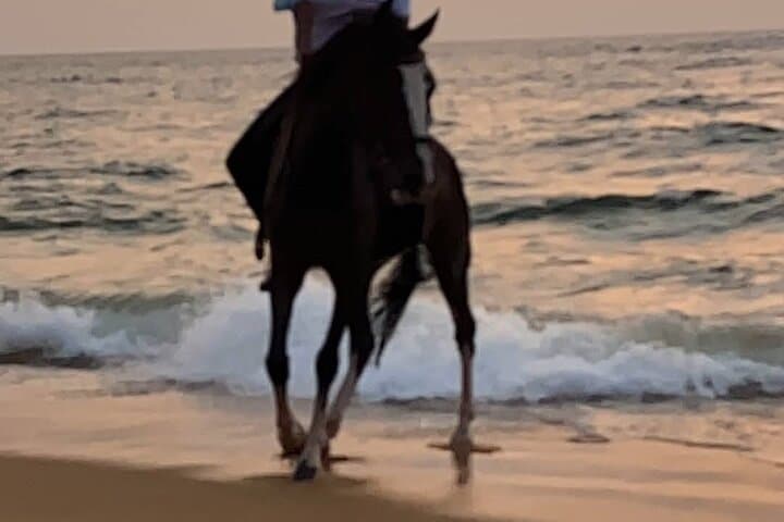 Private Beach Horse Ride in Port City Colombo: Sunset & Sunrise Rides photo 4