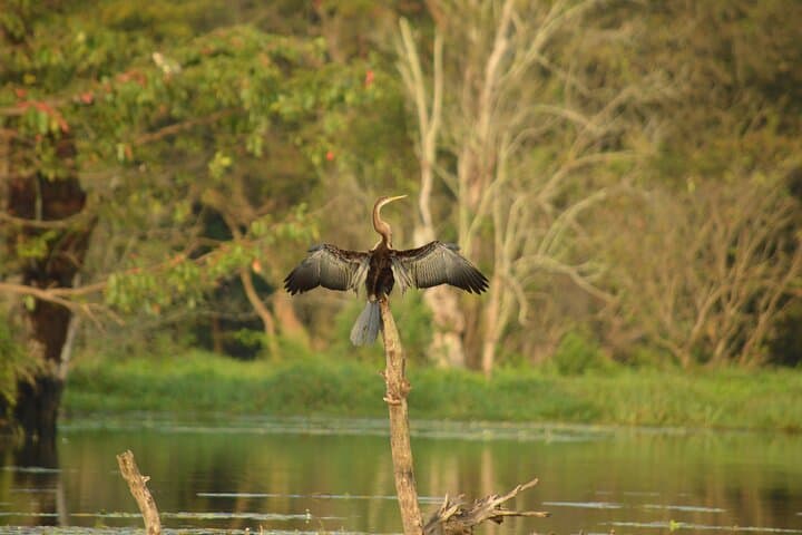 Sigiriya Scenic Boat Ride and Village Breakfast — Lake Tour & Birdwatching photo 6