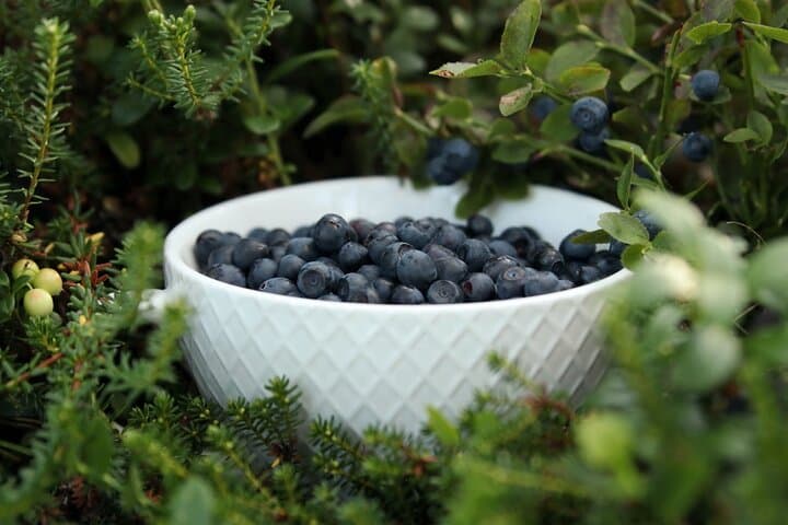 Rovaniemi Wild Berries & Mushroom Foraging Tour in Lapland