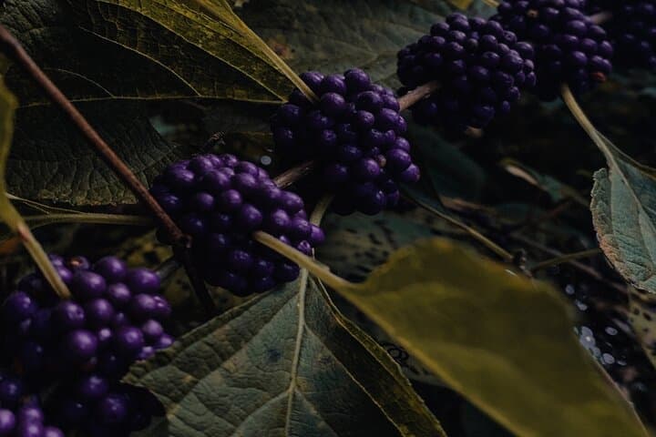 Rovaniemi Wild Berries & Mushroom Foraging Tour in Lapland photo 2