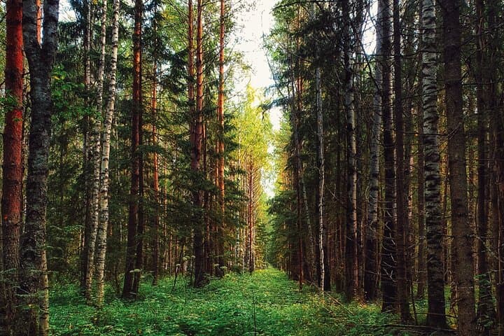 Rovaniemi Wild Berries & Mushroom Foraging Tour in Lapland photo 5