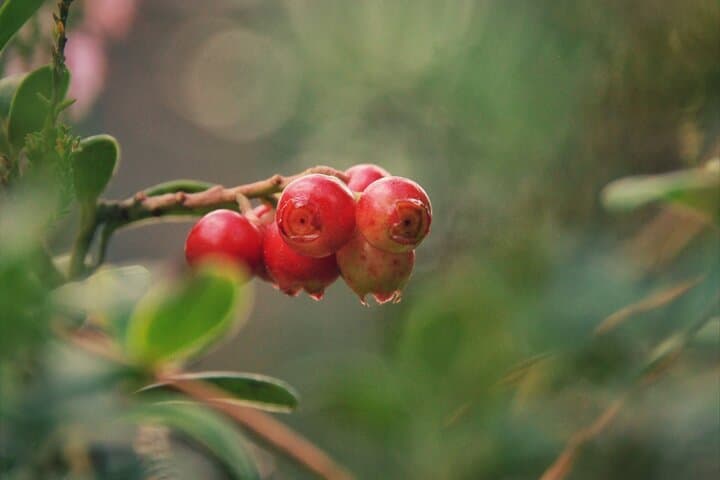 Rovaniemi Wild Berries & Mushroom Foraging Tour in Lapland photo 6