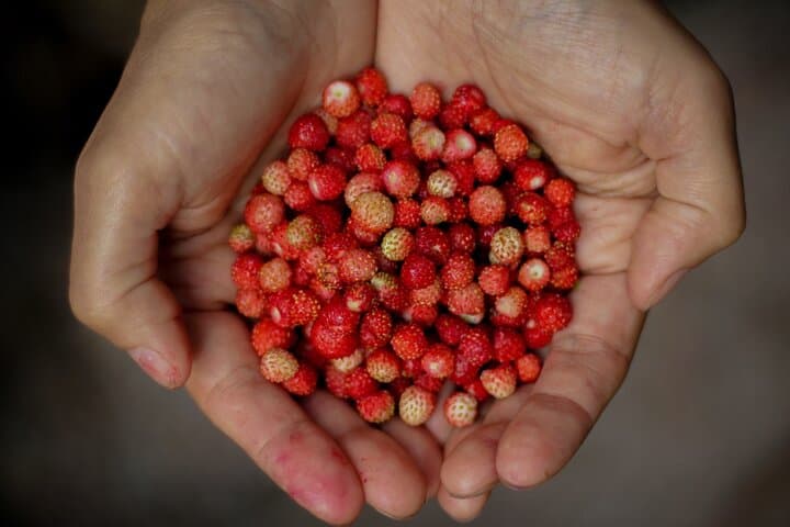 Rovaniemi Wild Berries & Mushroom Foraging Tour in Lapland photo 3