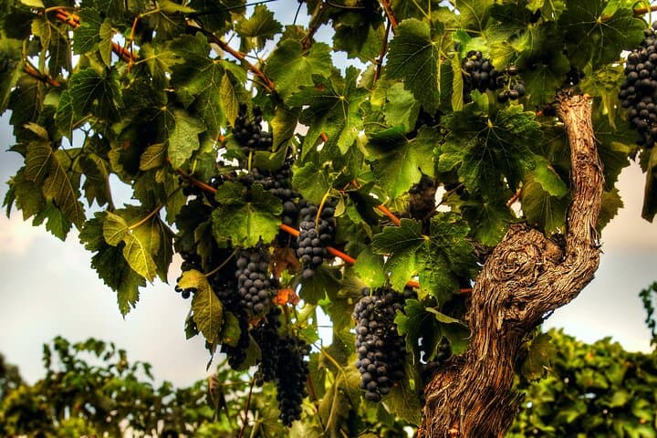 Rojina's Fleurieu Private Wine, Beer & Gin Tasting Tour — McLaren Vale Day Trip photo 2