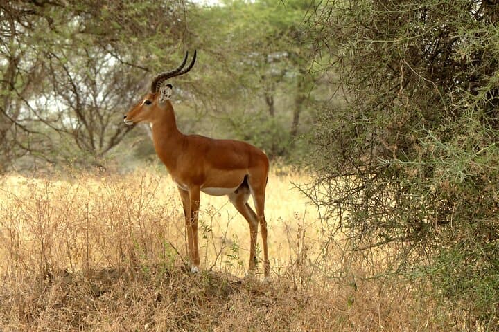 Tarangire National Park Private Guided Day Safari from Arusha photo 2