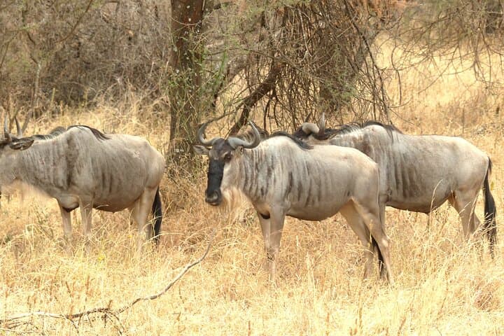 Tarangire National Park Private Guided Day Safari from Arusha photo 3