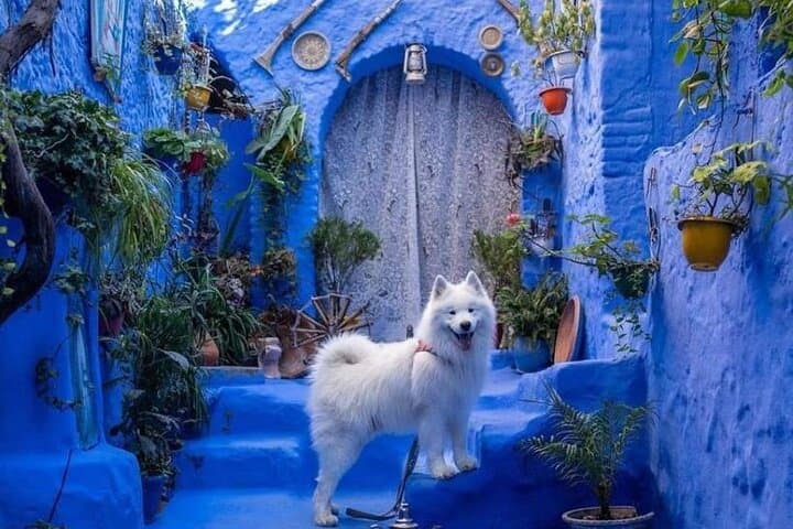 Fes to Tangier Transfer via Chefchaouen - Private Luxury Day Tour photo 2