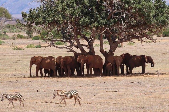 Private 4-Day Safari: Tsavo East, Tsavo West & Amboseli from Nairobi photo 3
