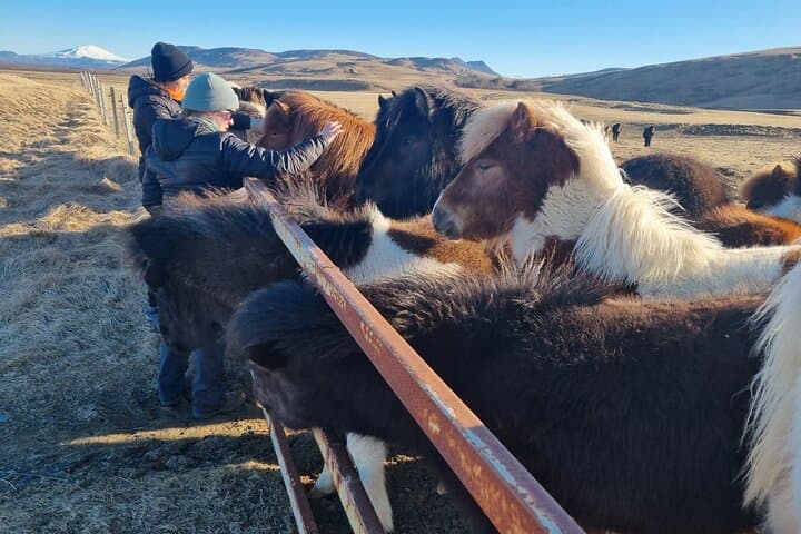 Private Golden Circle Layover Tour — Þingvellir, Strokkur & Gullfoss in 4 Hours photo 5