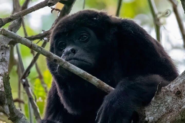 Churute Howler Monkey Reserve & Cacao Chocolate Making Day Trip from Guayaquil