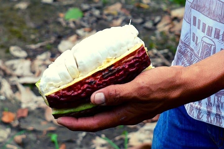 Mangroves, Dolphins and Cacao: Full-Day Tour from Guayaquil photo 6