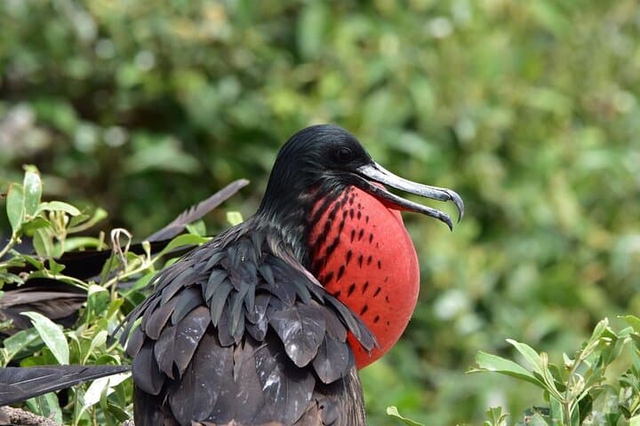 Full-Day Mangrove, Dolphin & Bird Watching Tour from Guayaquil photo 3