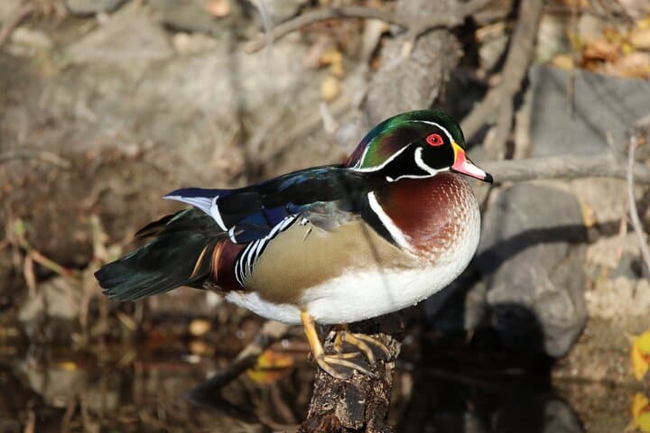 Private Nature Tour for Couples — Front Range Birding, Hike & Picnic near Denver photo 3