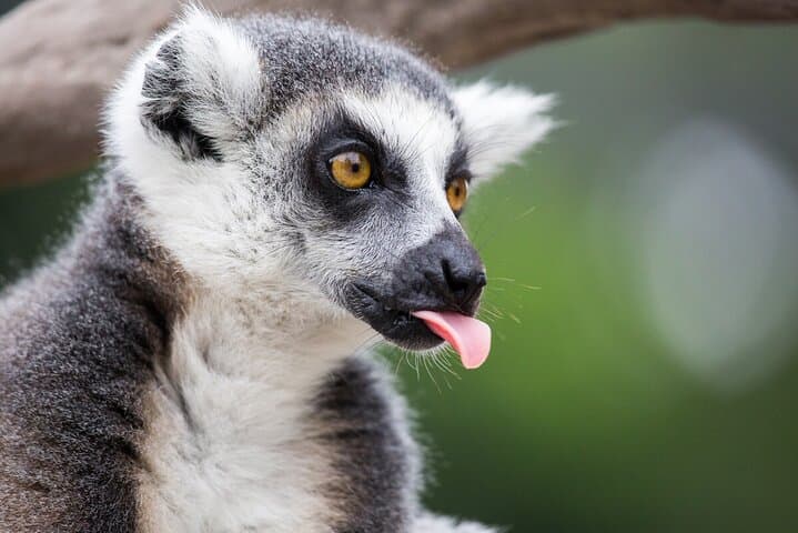 Melbourne Zoo Lemur Experience: Up-Close Walkthrough with Rangers photo 2