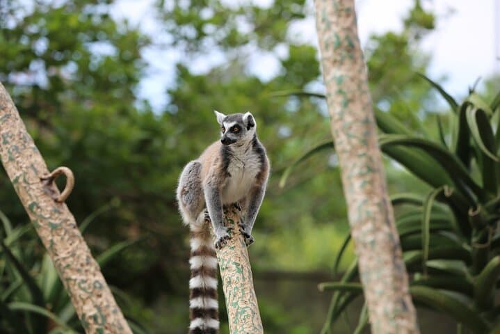 Melbourne Zoo Lemur Experience: Up-Close Walkthrough with Rangers photo 3
